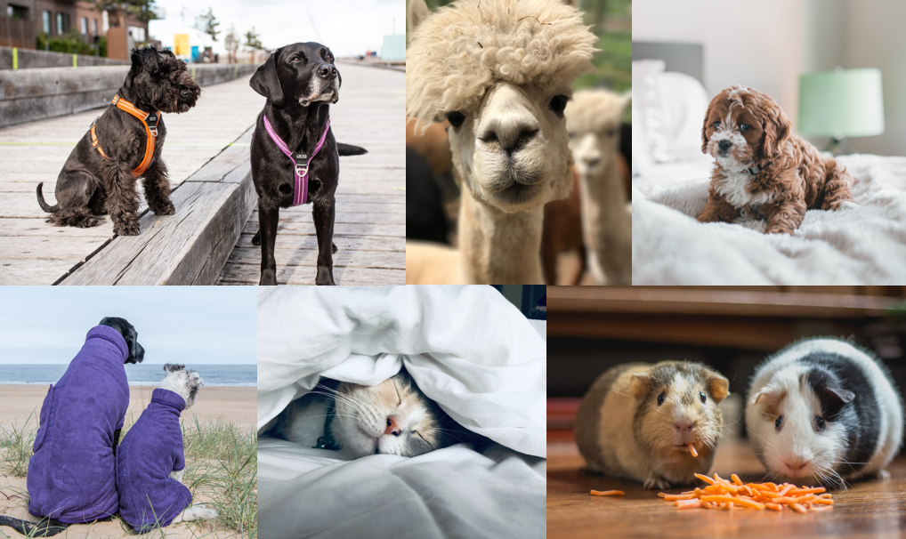 National Pet Day - 11th April